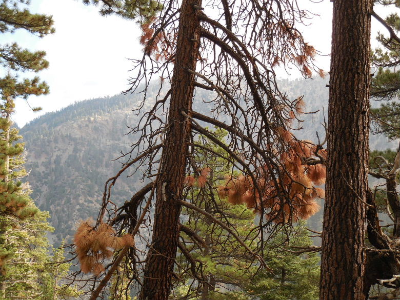 Mt.throop1015 021.JPG