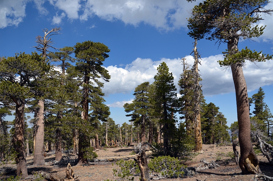 DSC_0064.JPG