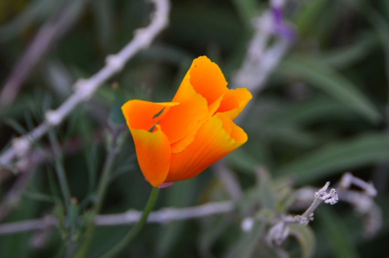 DSC_2250.jpg