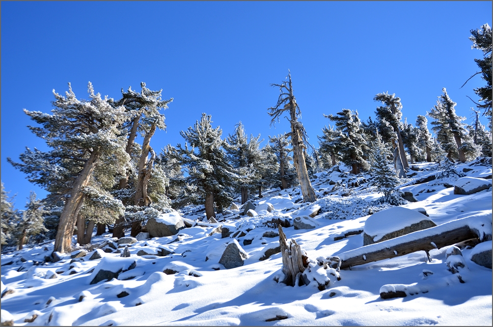 DSC_7271.JPG