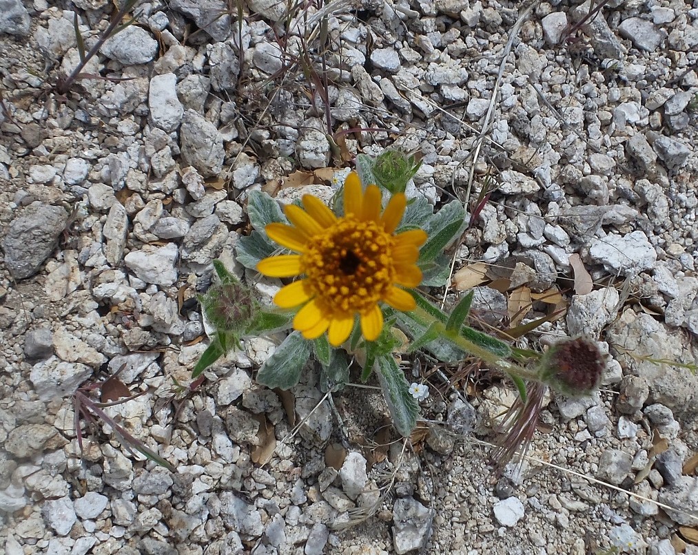 29flower.jpg