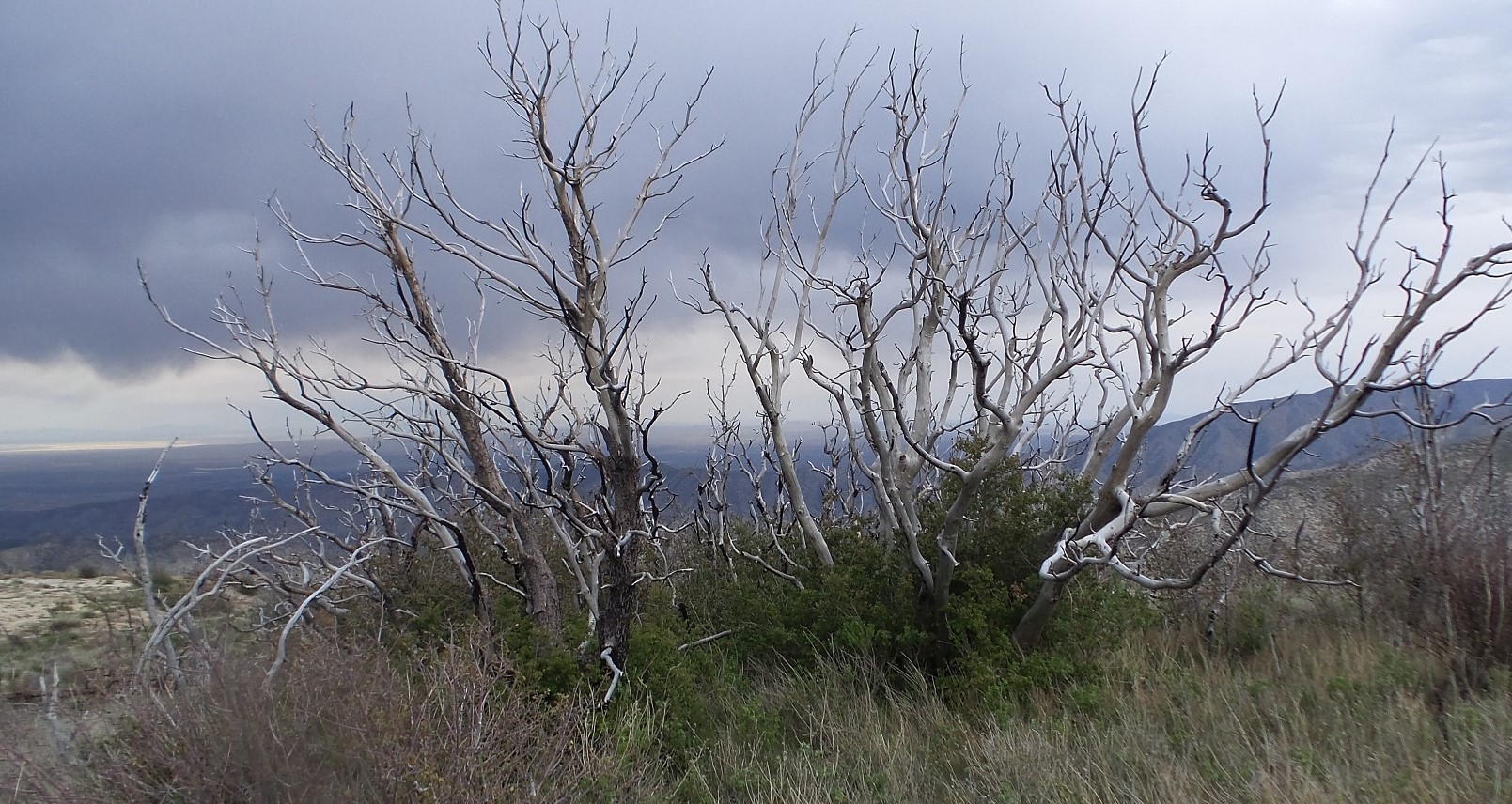 37nature.jpg