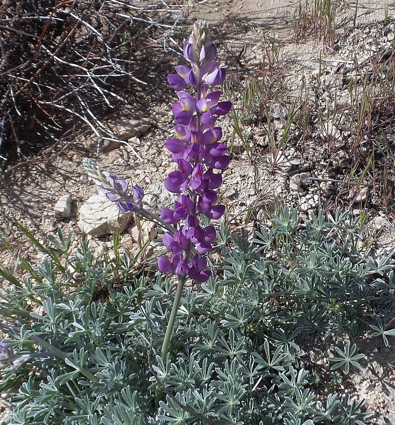 23flower.jpg