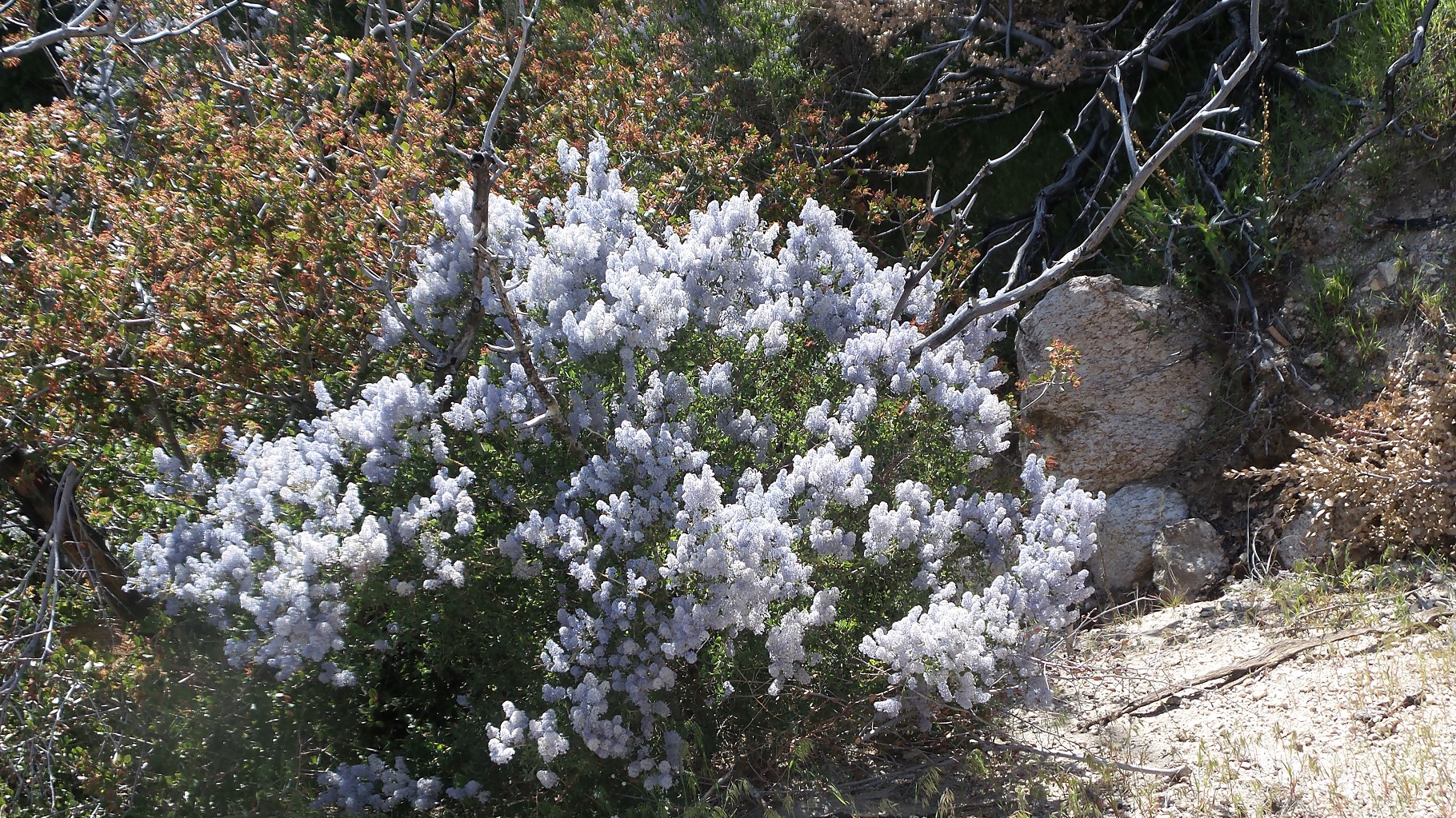 19flower.jpg