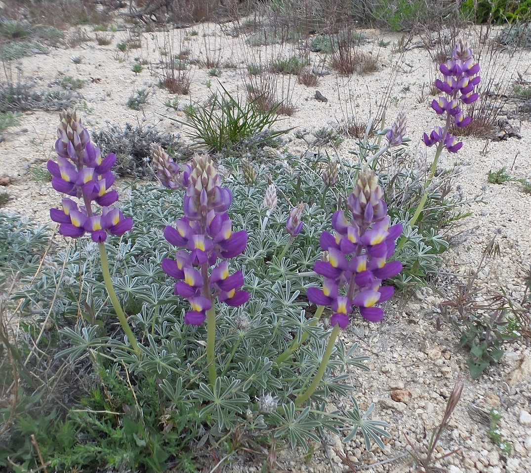 27flower.jpg
