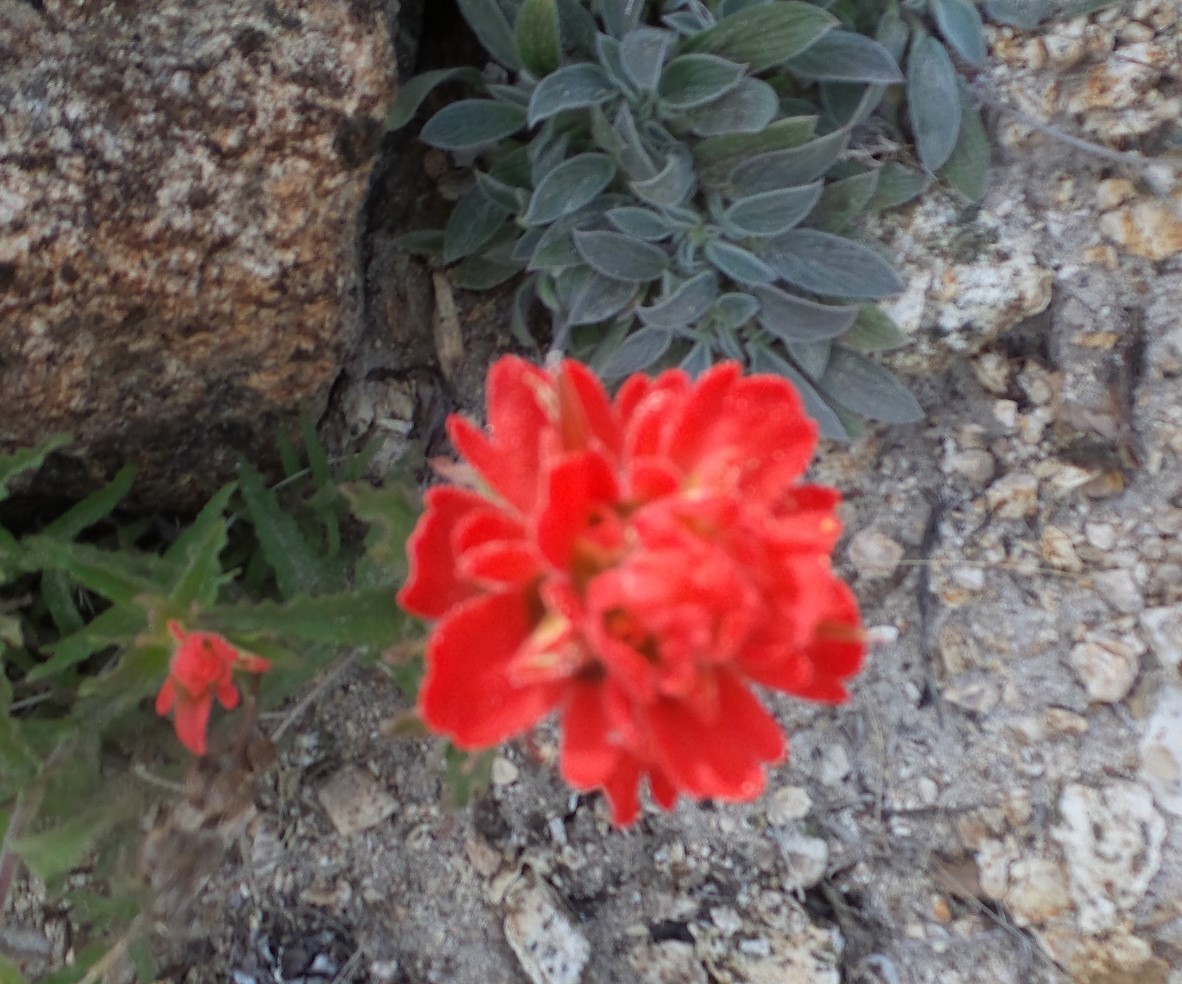 25flower.jpg