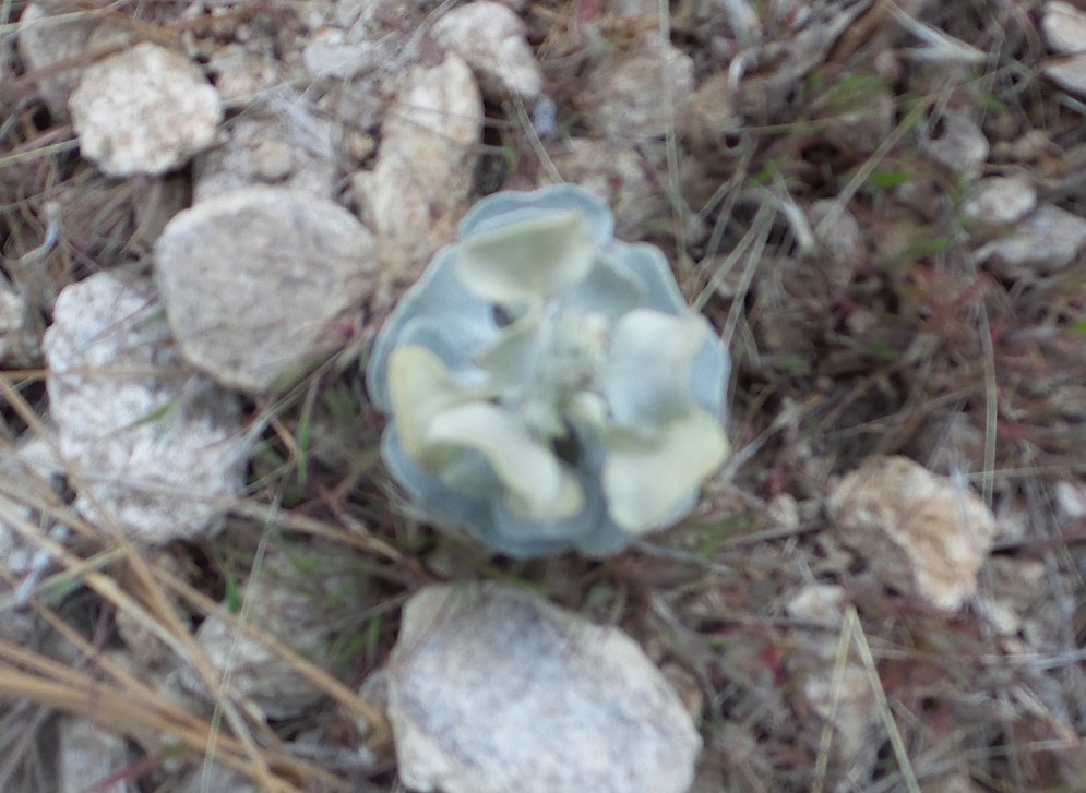 30plant.jpg