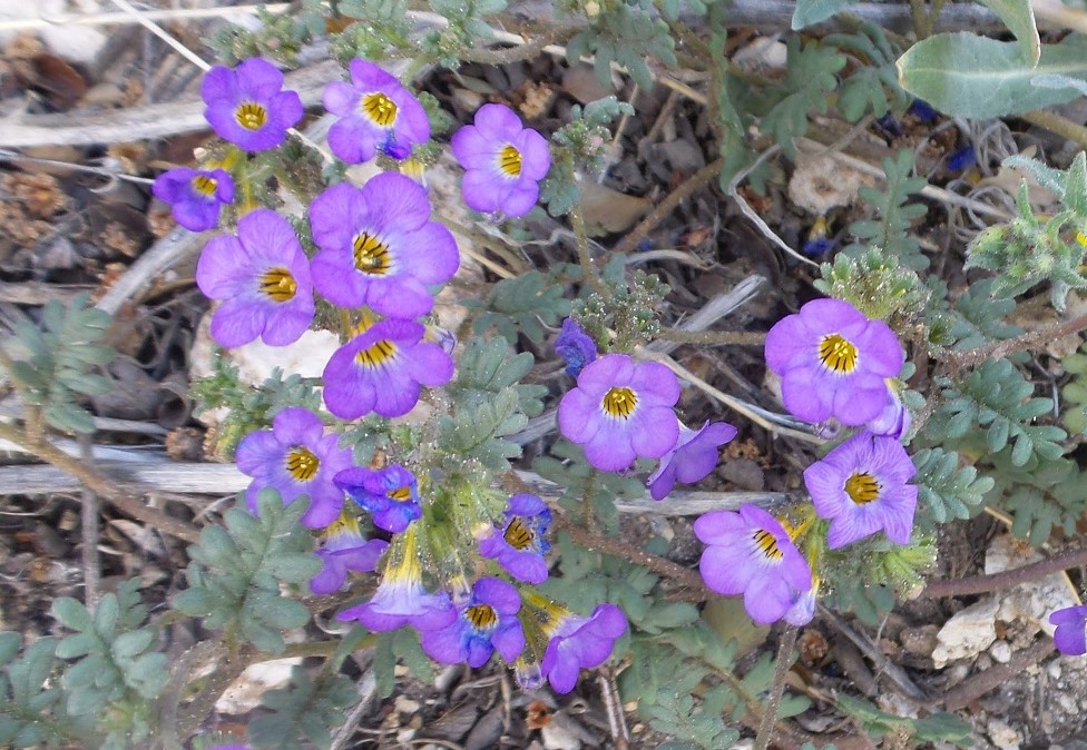 20flower.jpg