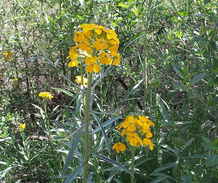 24flower.jpg