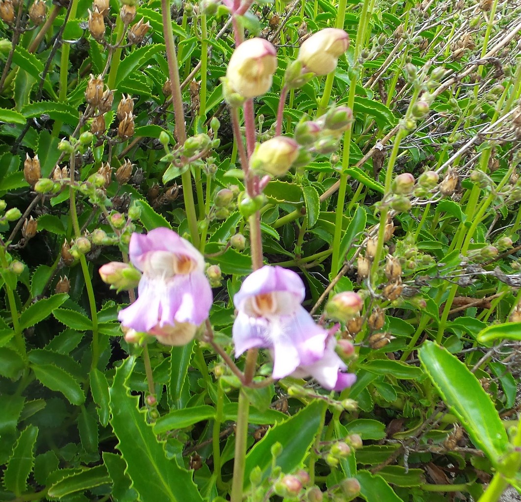 26flower.jpg