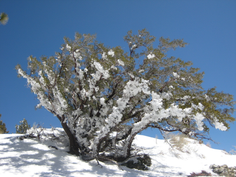 Resized  s,j 2_3 (48).JPG