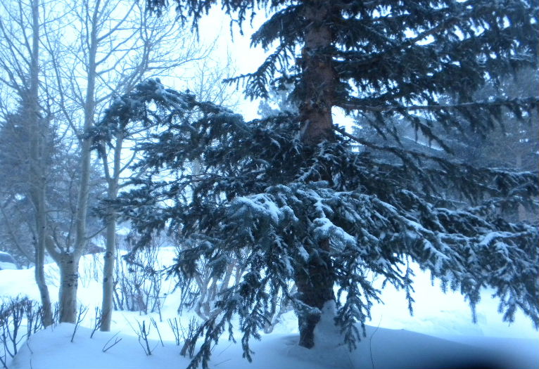 mammoth 113 033.JPG