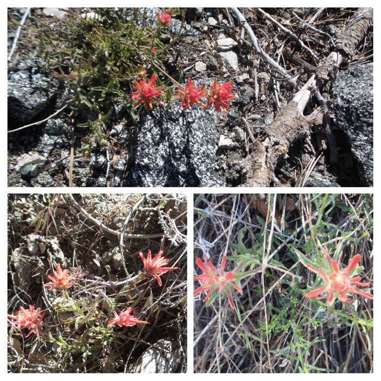 20170521_173743-COLLAGE.jpg