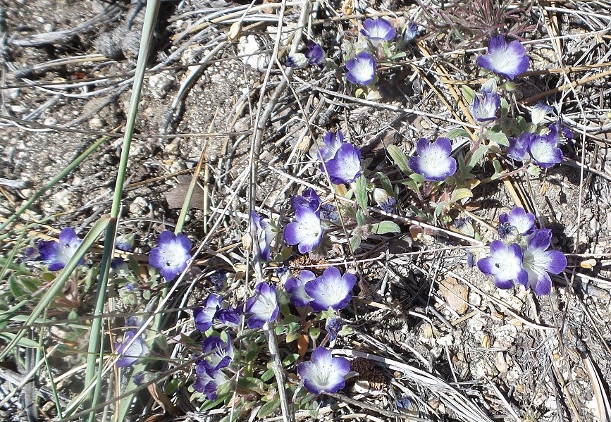 38flowers.jpg