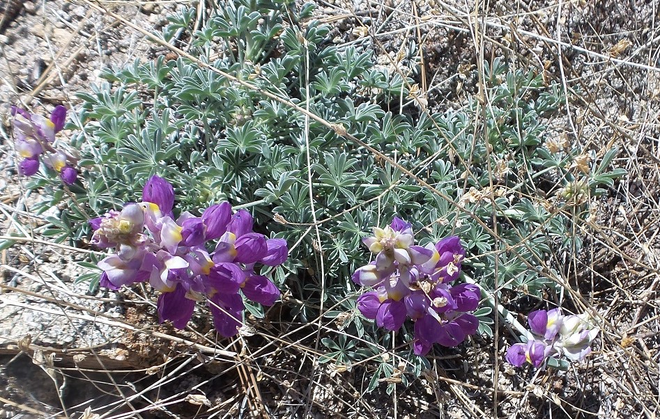 37flowers.jpg