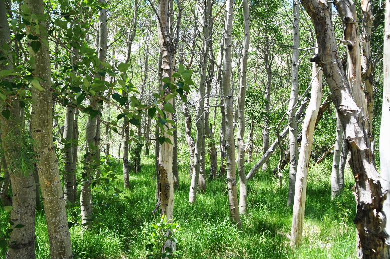 MMountain 61702 069.JPG