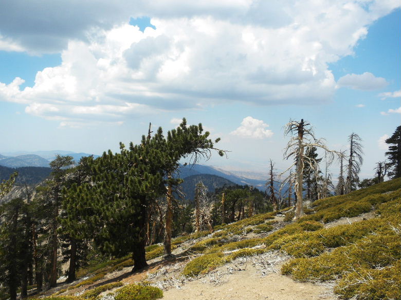 BadenPow812 035.JPG
