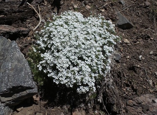 fLOWER8.jpg
