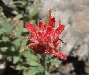 fLOWER7.jpg