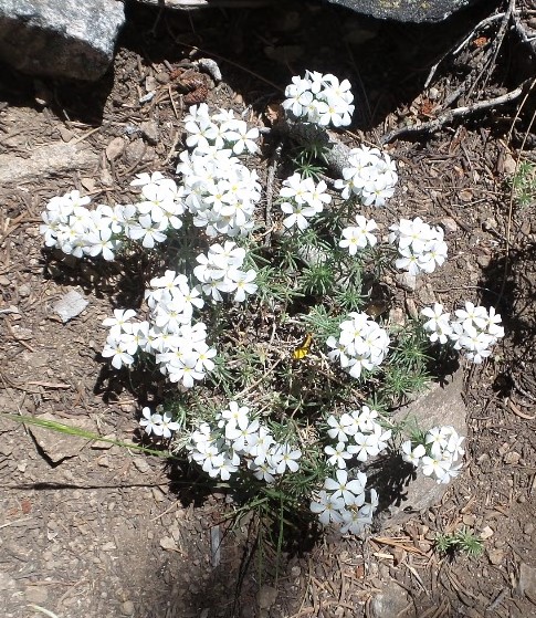 fLOWER6.jpg