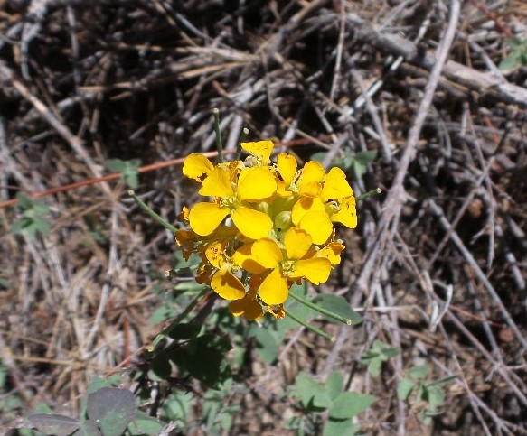 fLOWER4.jpg