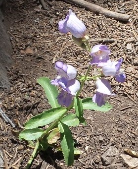 fLOWER5.jpg