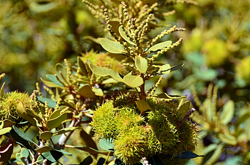 DSC_6368.JPG
