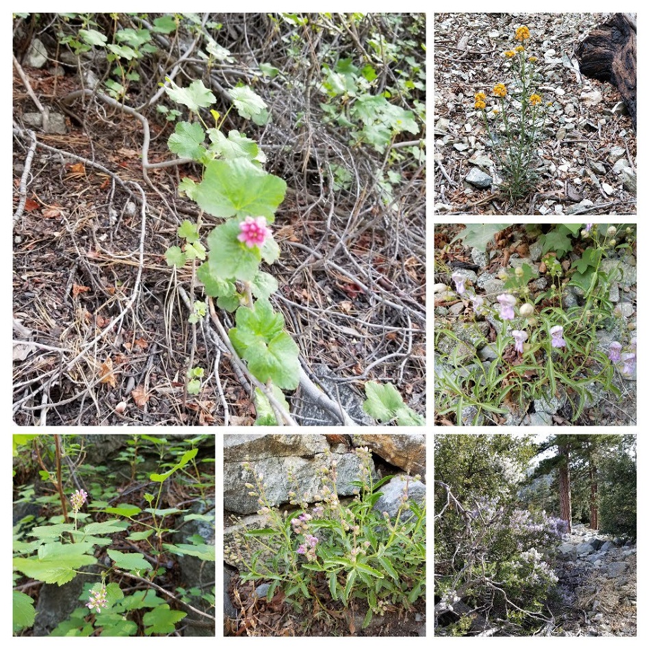 20180520_181825-COLLAGE.jpg