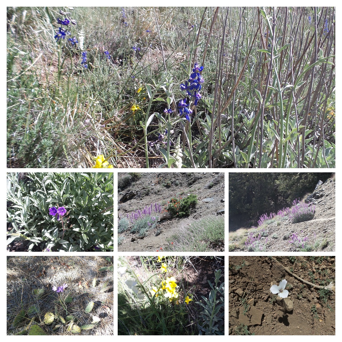 20160605_093759-COLLAGE.jpg
