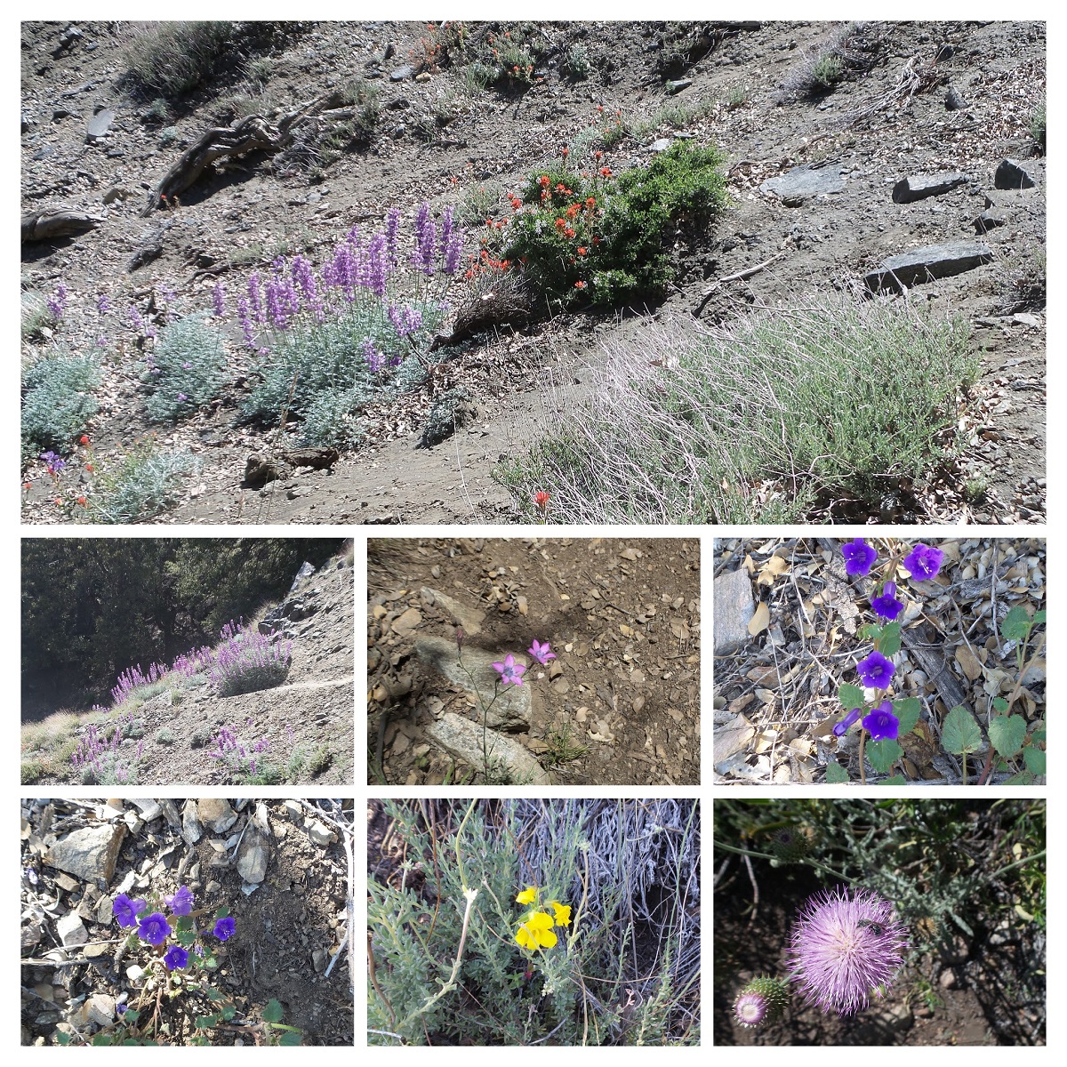 20160605_144416-COLLAGE.jpg