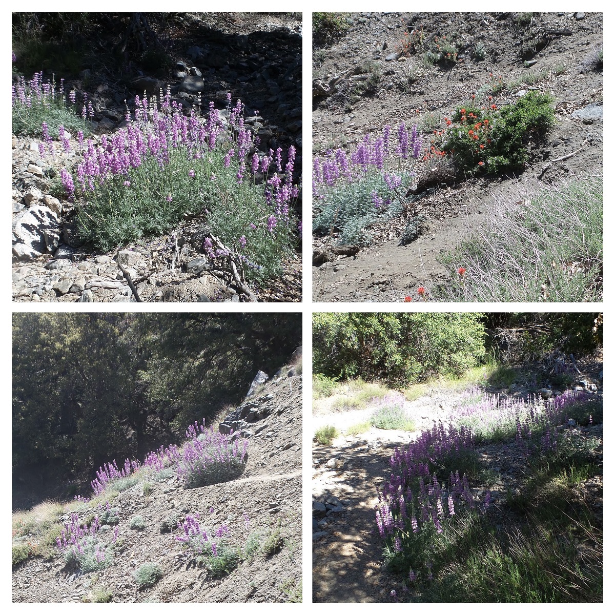 20160605_093500-COLLAGE.jpg