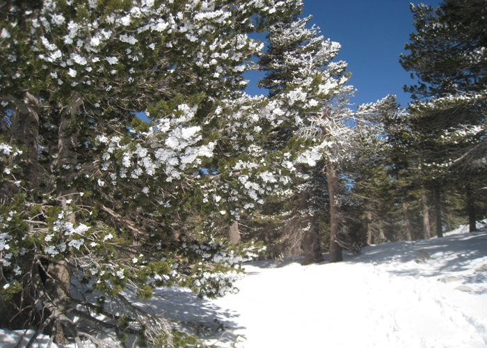 San Jacinto Peak 041.jpg