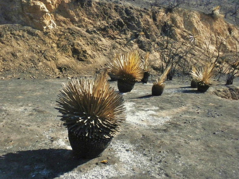 rattlesp107 021.JPG