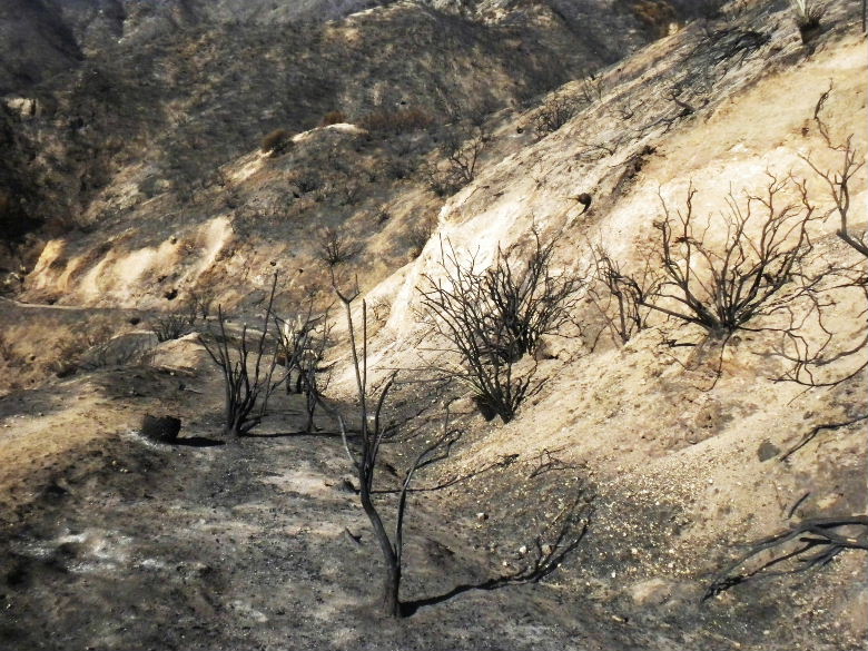 rattlesp107 018.JPG