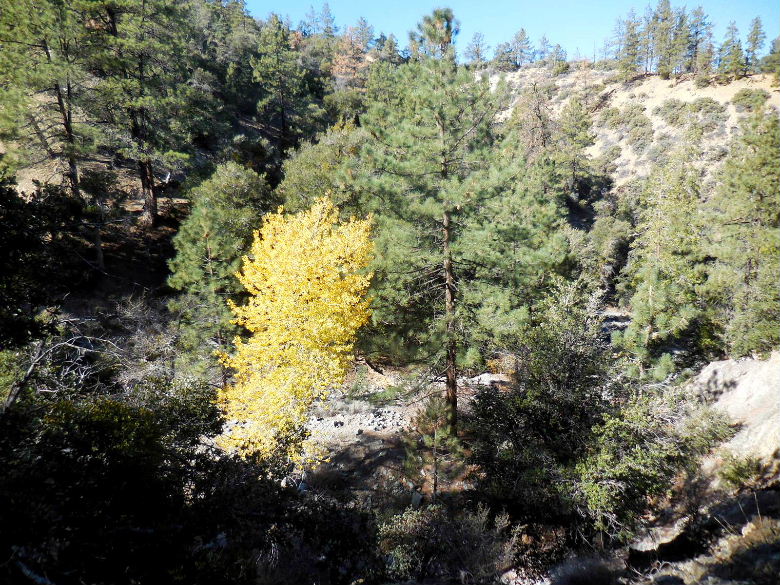 Devilsbowl1115 049.JPG