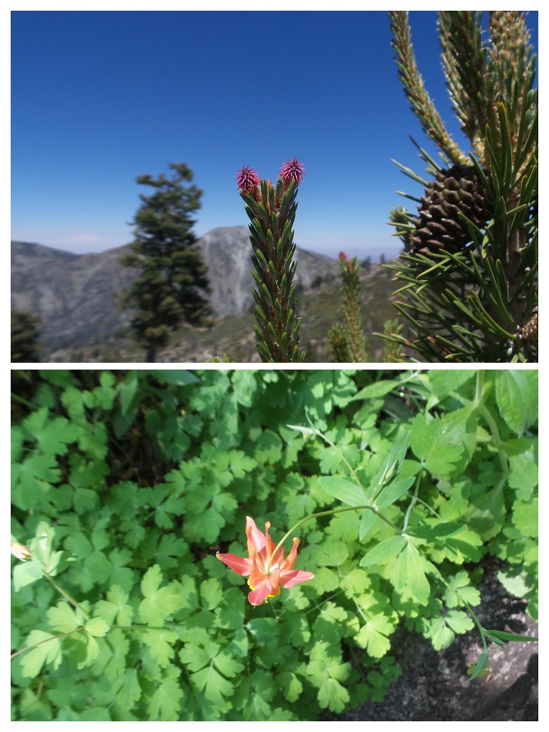20160612_134105-COLLAGE.jpg