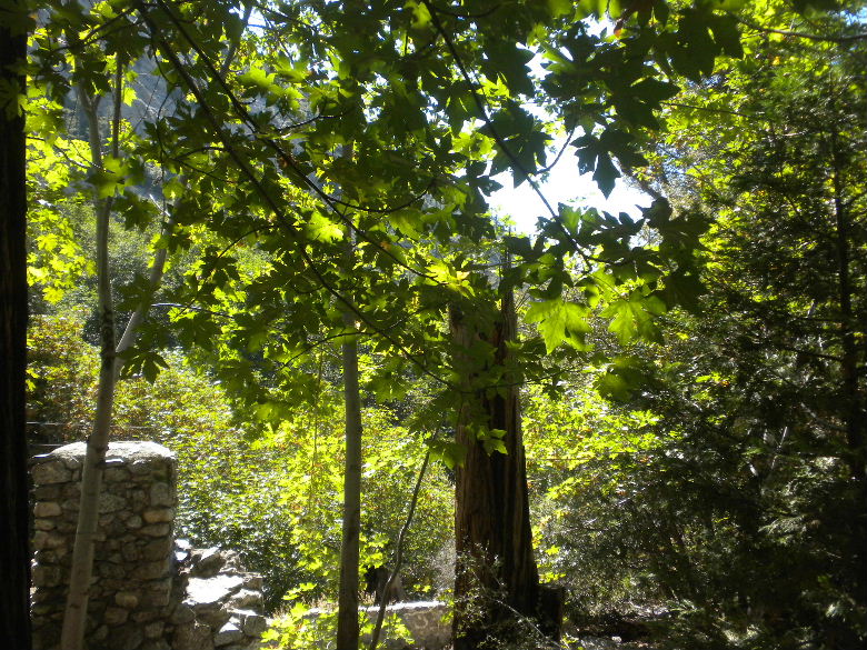 timber91514 050.JPG