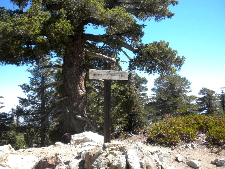 timber91514 021.JPG