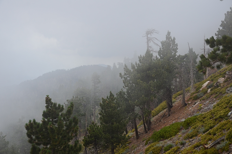 DSC_7219.JPG