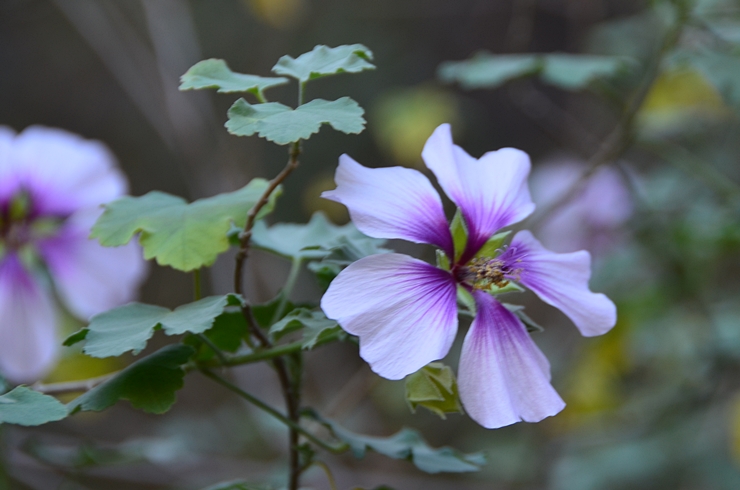 DSC_0299b.jpg