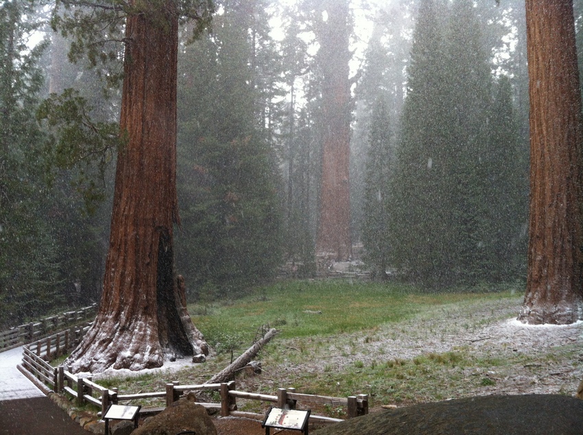 Sequoia NP 025 (1).jpg