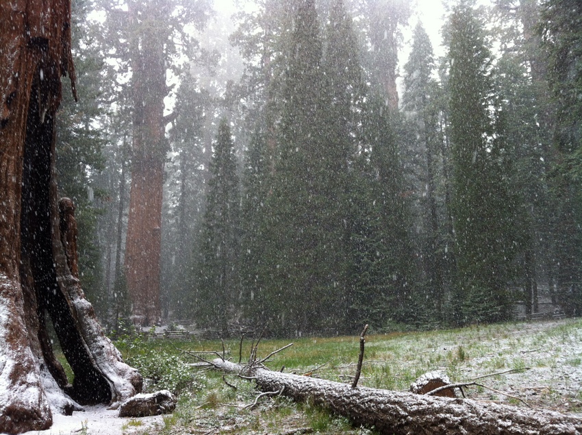 Sequoia NP 029.jpg