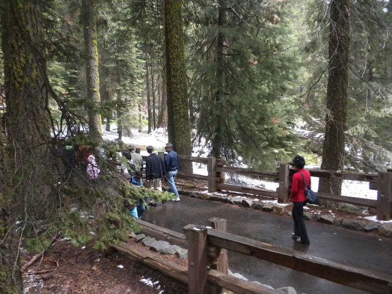 sequoia52612 051.JPG