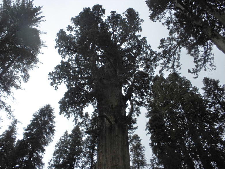sequoia52612 042.JPG