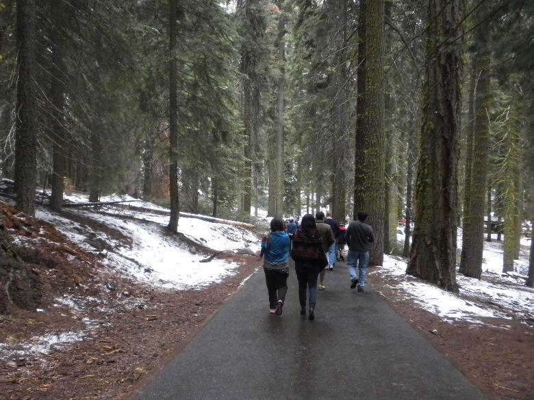 sequoia52612 031.JPG
