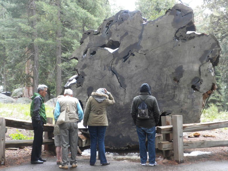 sequoia52612 056.JPG