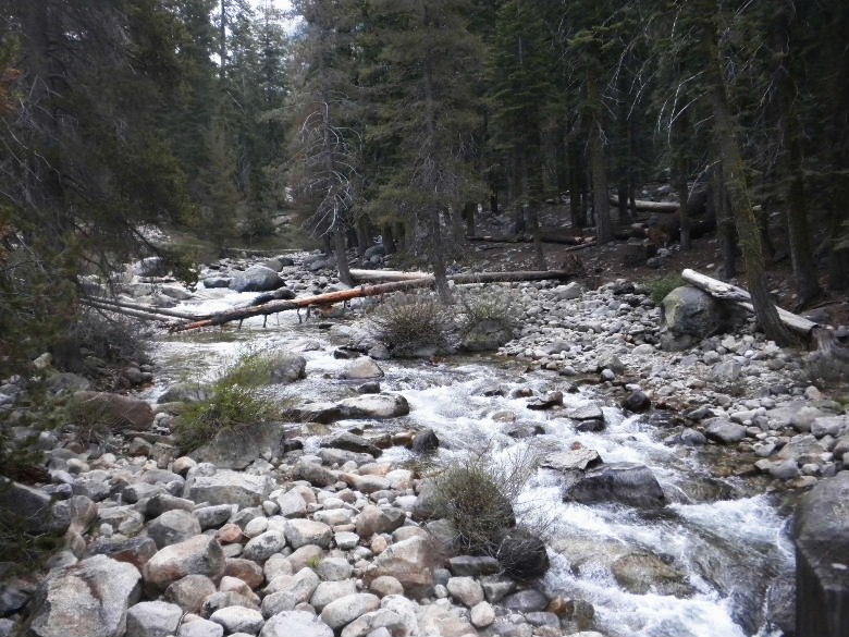 sequoia52612 071.JPG