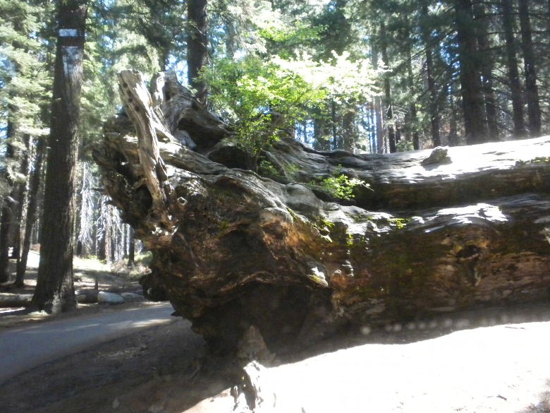 sequoia52612 167.JPG