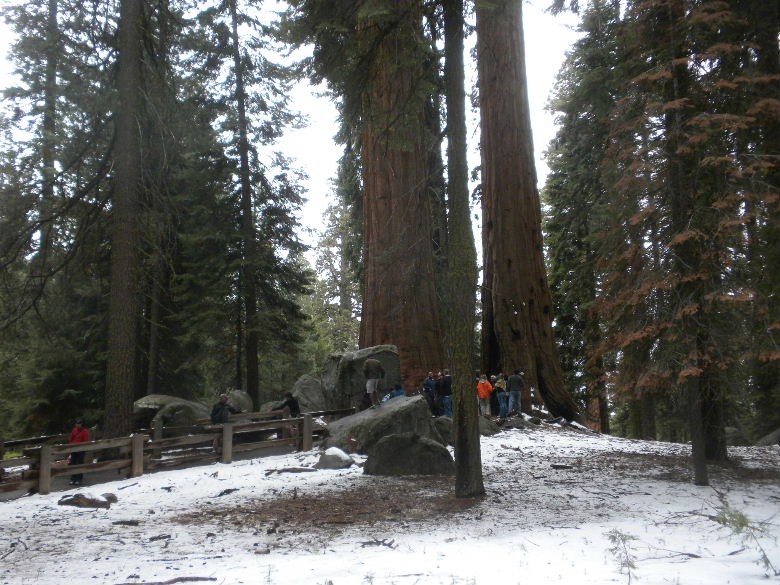 sequoia52612 037.JPG