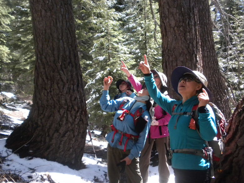sequoia52612 120.JPG